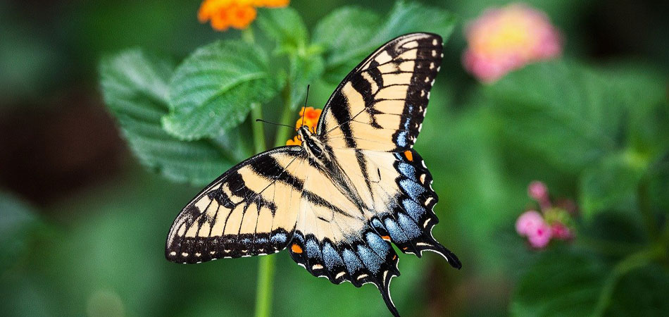 butterfly-pollinators-crosslink-950x450-1